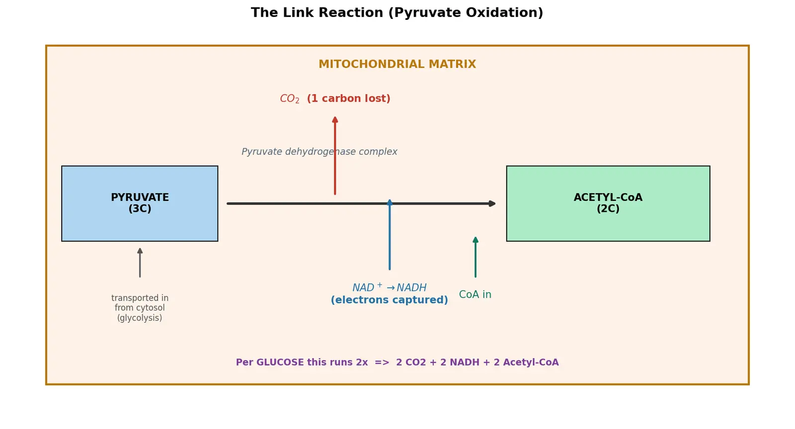 Figure — Explain pyruvate oxidation (link reaction)