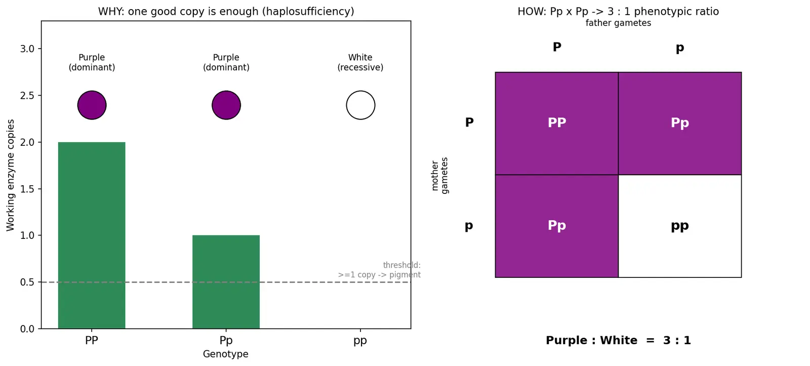 Figure — Distinguish dominant and recessive alleles