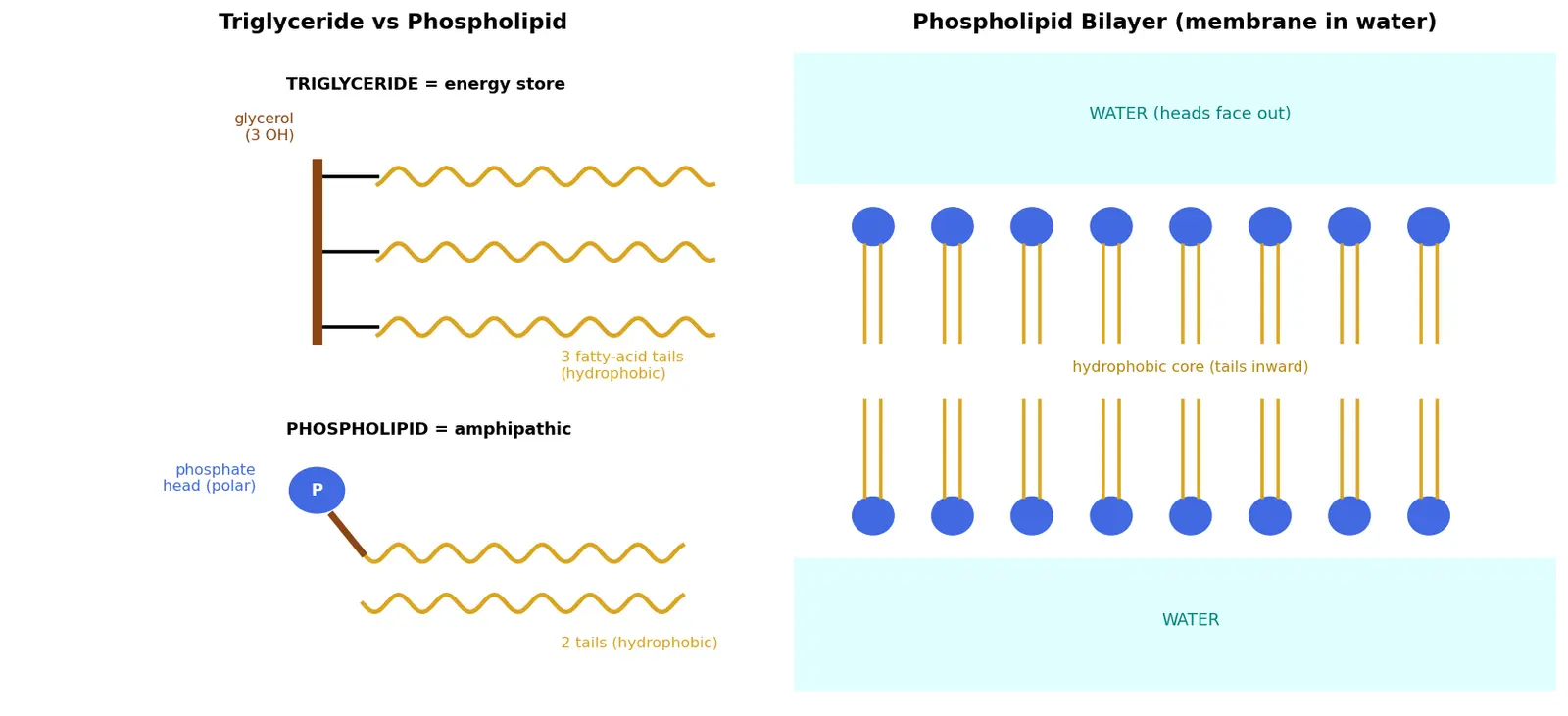 Figure — Lipids — fatty acids, triglycerides, phospholipids; saponification
