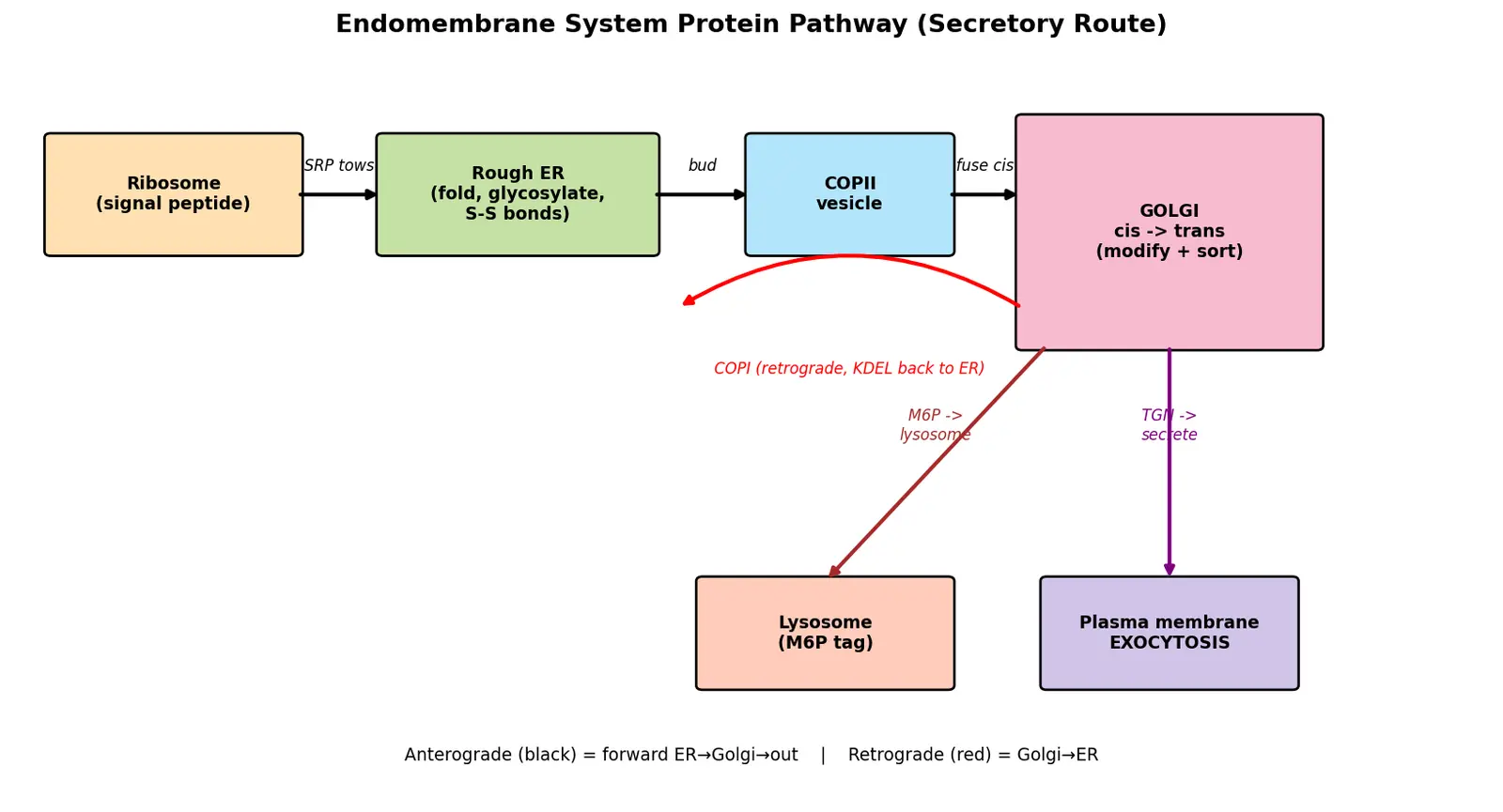Figure — Trace the endomembrane system protein pathway