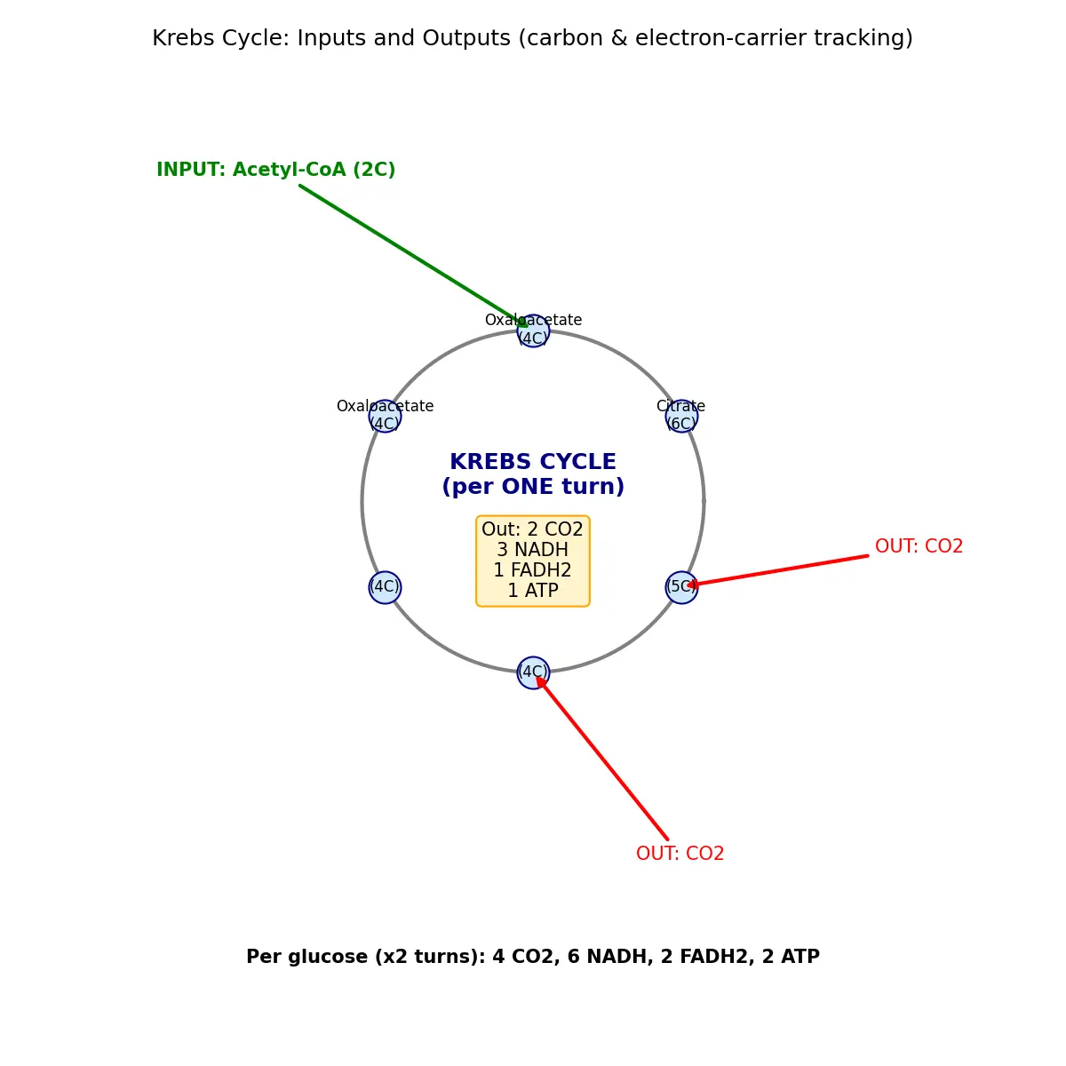 Figure — Describe the Krebs cycle inputs and outputs