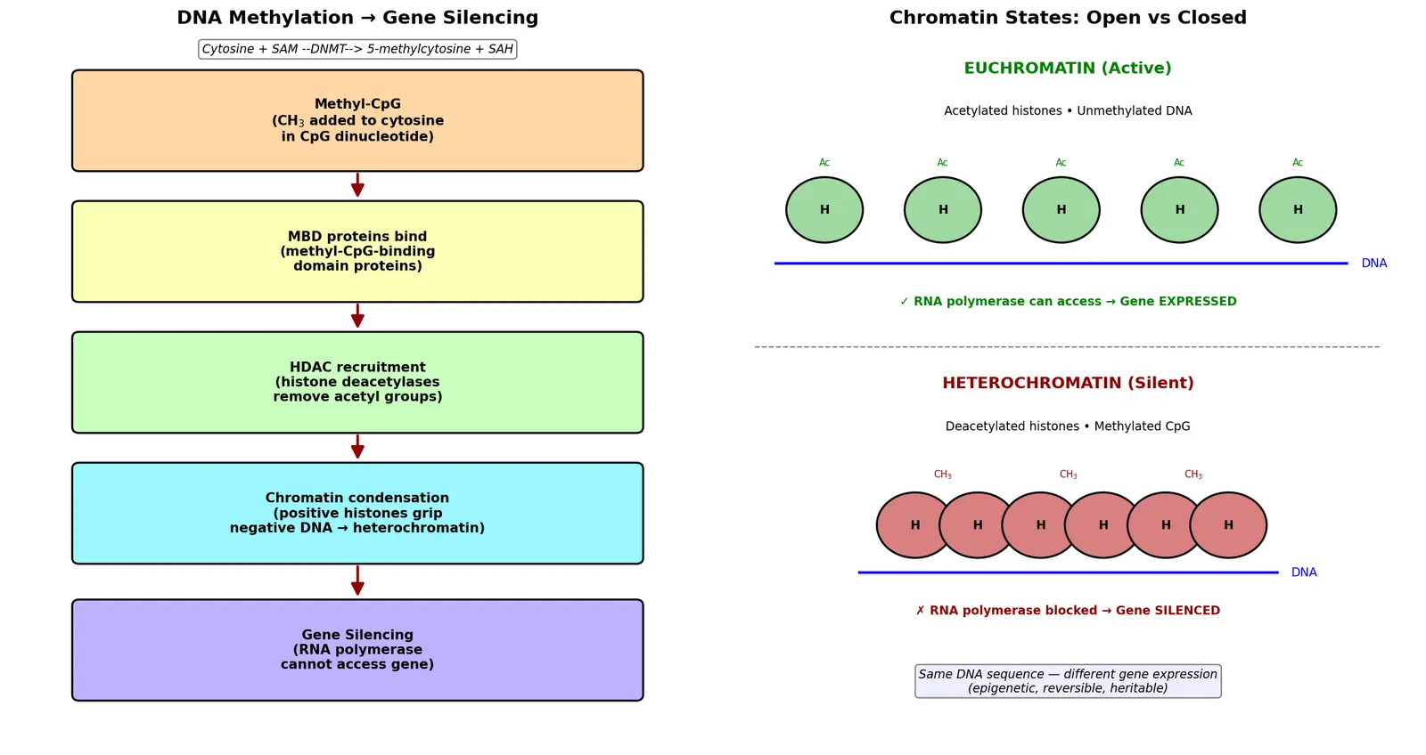 Figure — Describe epigenetics (DNA methylation, histone modification)