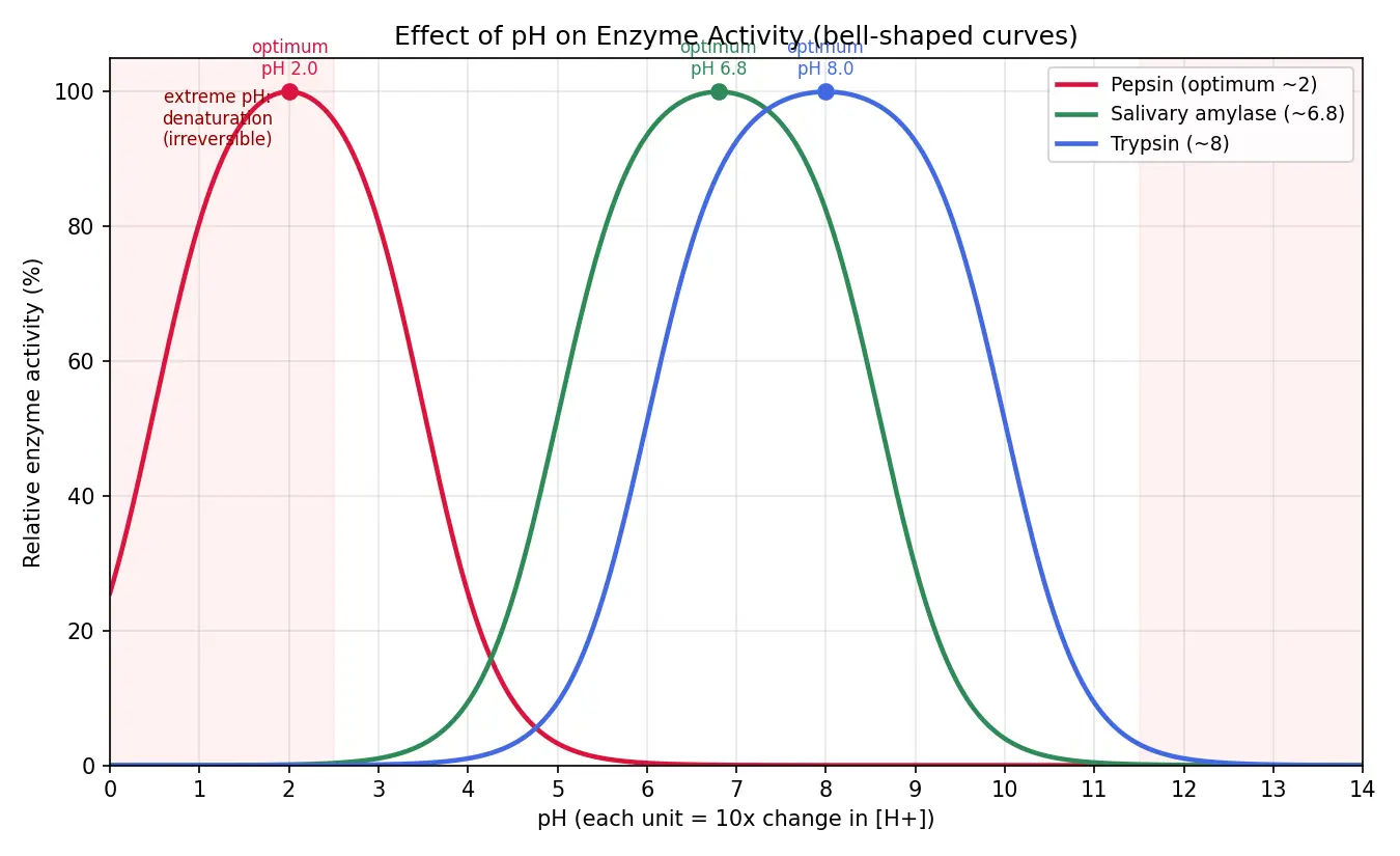 Figure — Describe effect of pH on enzyme activity