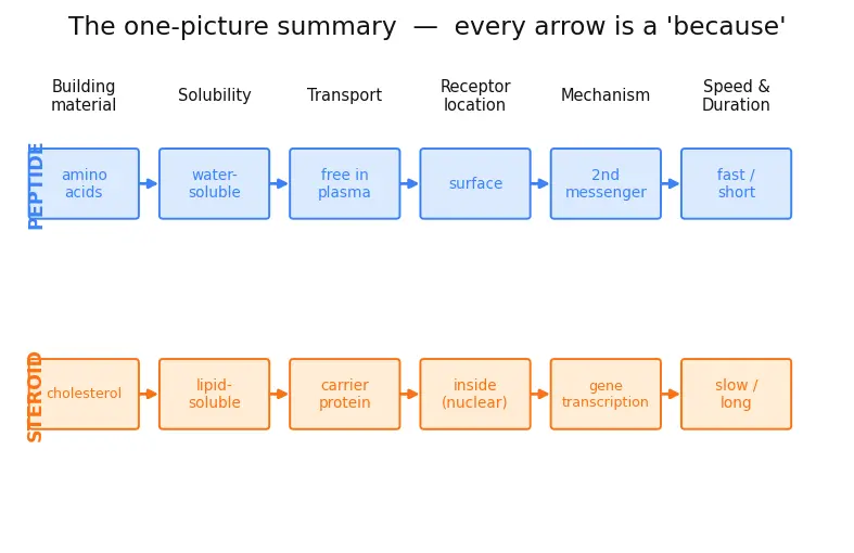 Figure — Hormones — peptide vs steroid (overview)