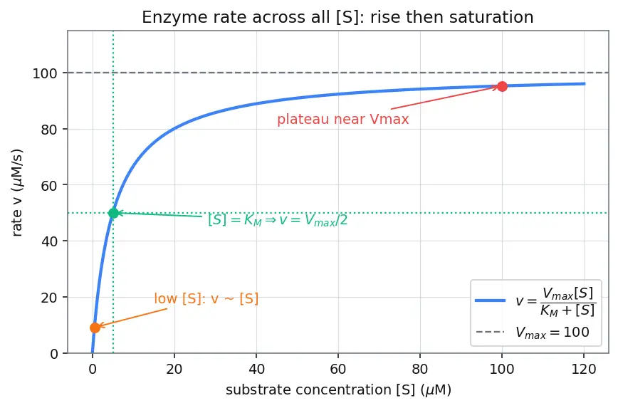 Figure — Catalysis — homogeneous, heterogeneous, enzyme catalysis