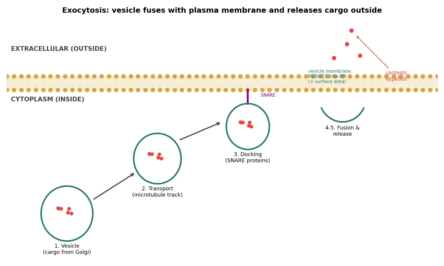 Figure — Explain exocytosis