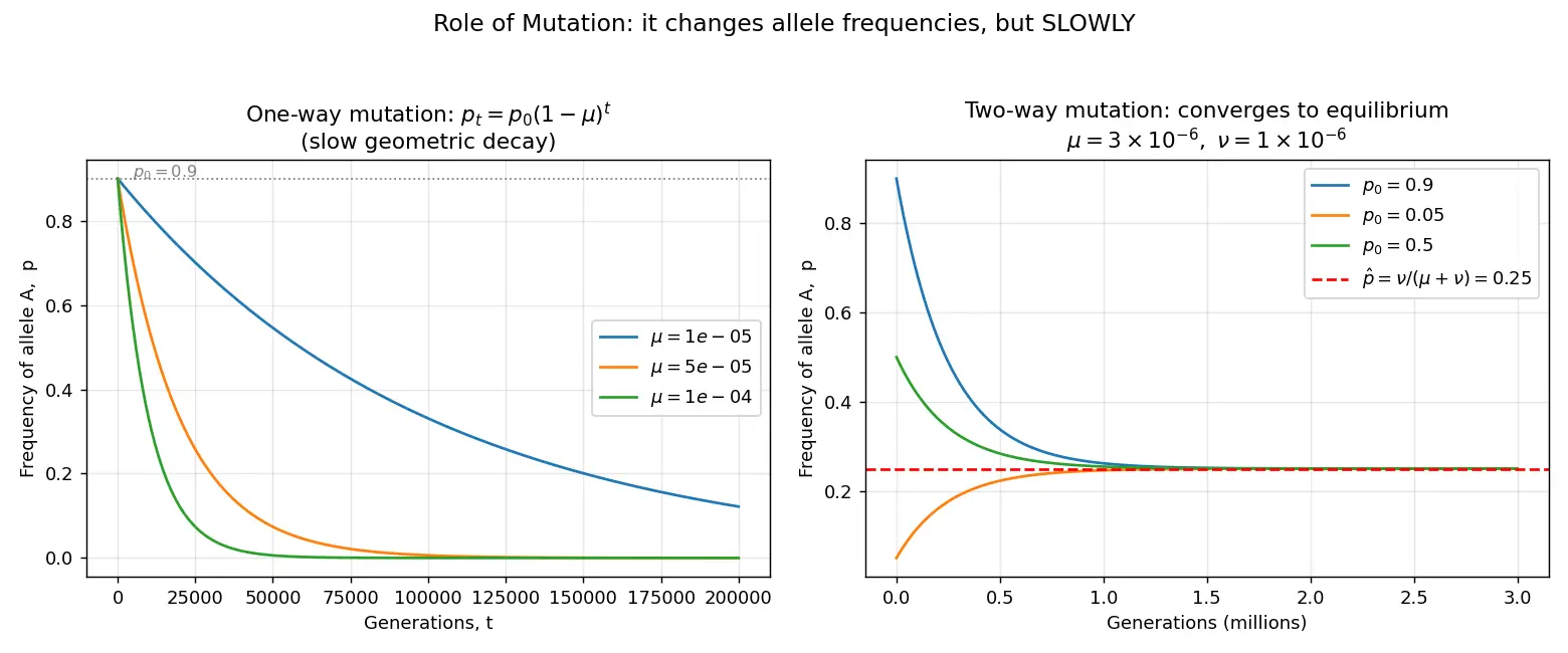 Figure — Explain the role of mutation in evolution