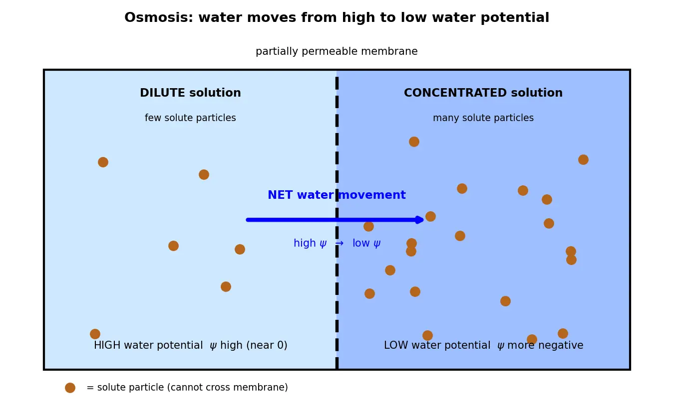 Figure — Describe osmosis and water potential