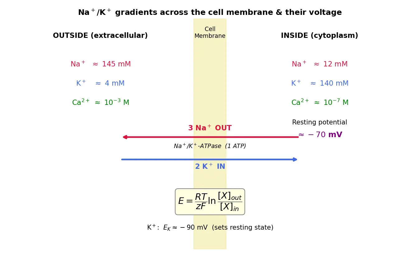 Figure — Biological importance of Na, K, Ca, Mg