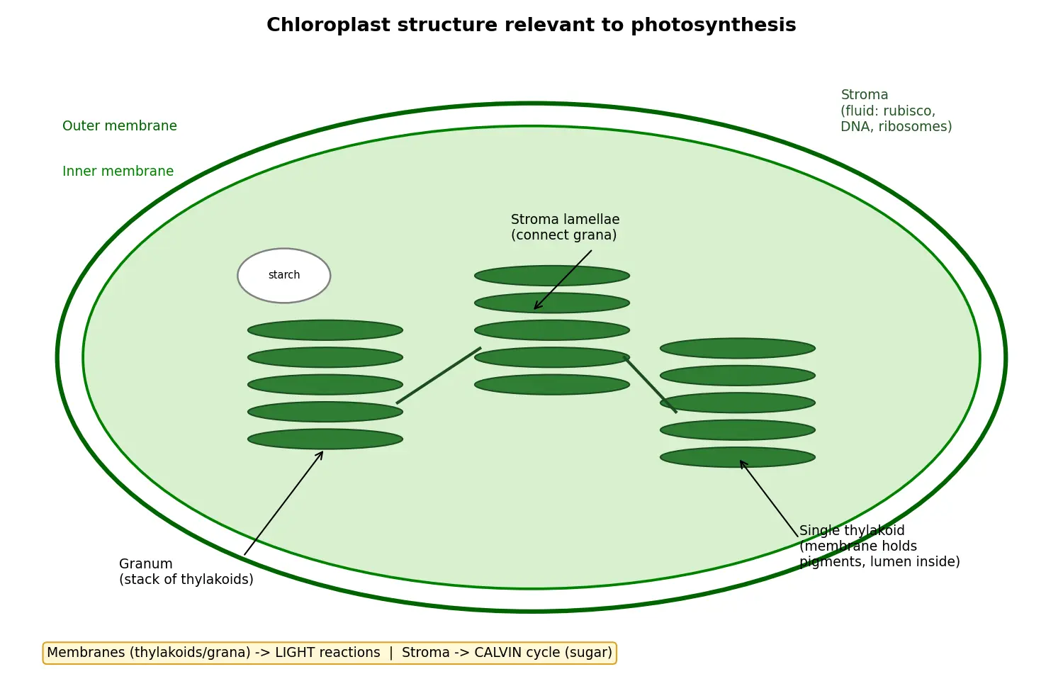 Figure — Describe chloroplast structure relevant to photosynthesis