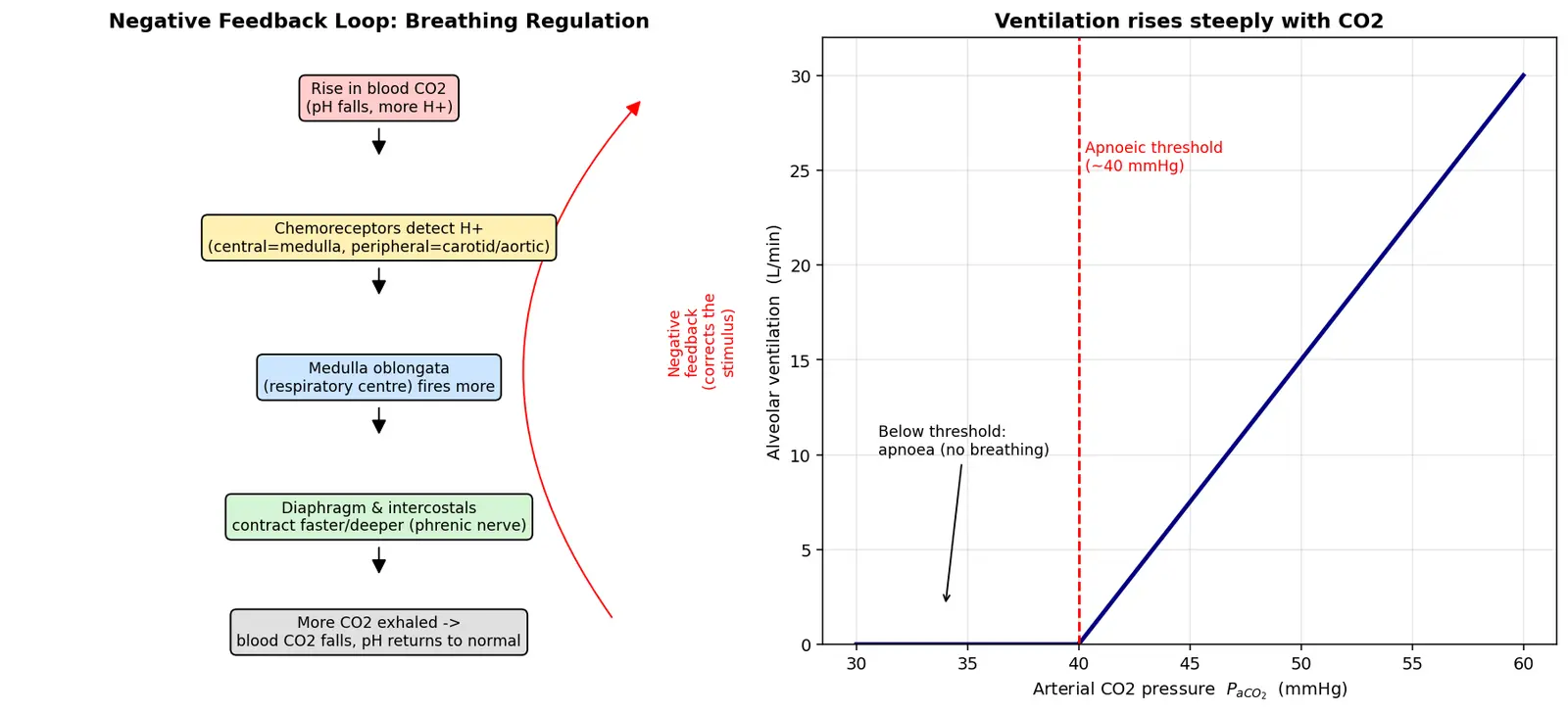Figure — Explain regulation of breathing rate