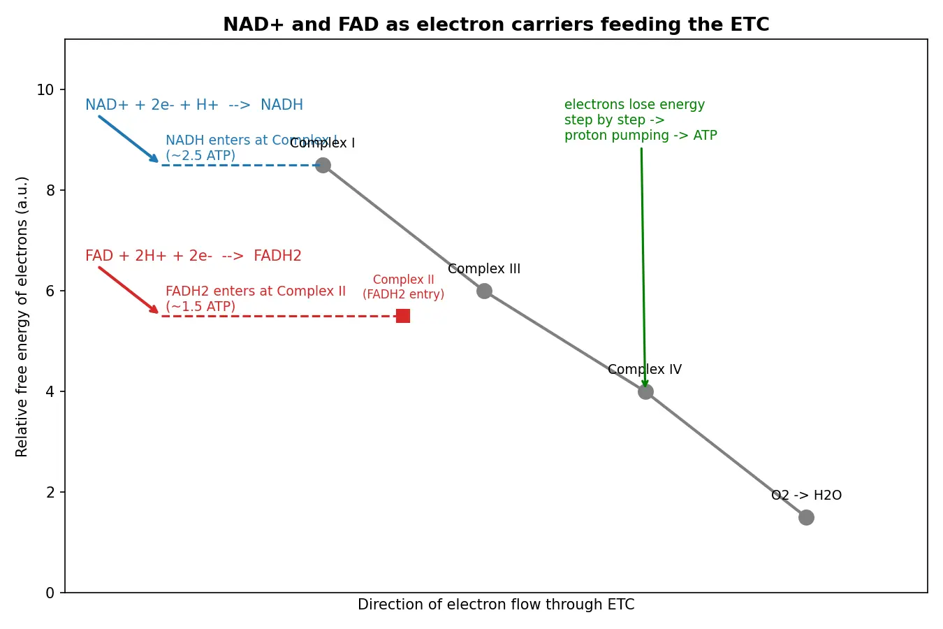 Figure — Explain the role of NAD+ and FAD as electron carriers