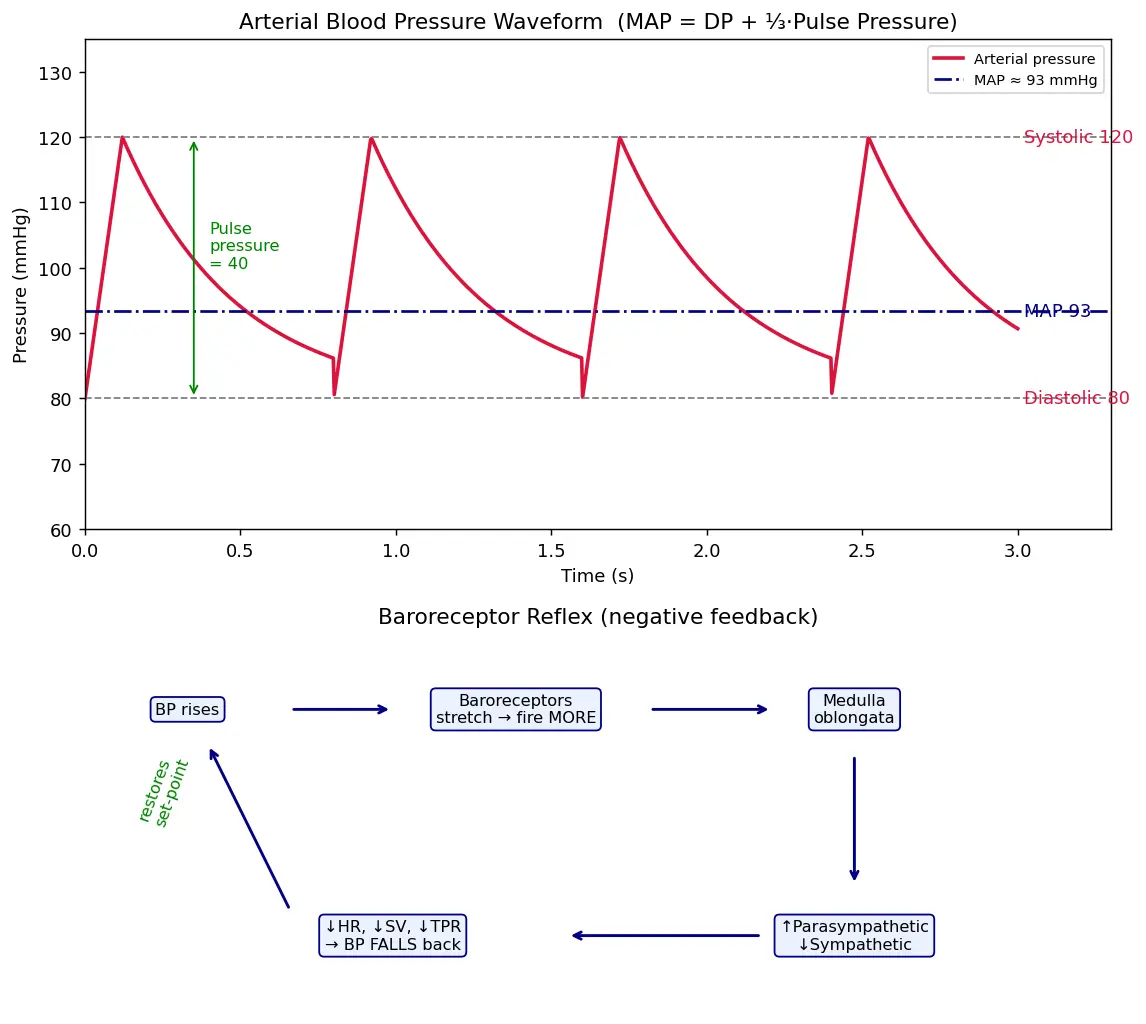 Figure — Explain blood pressure and its regulation