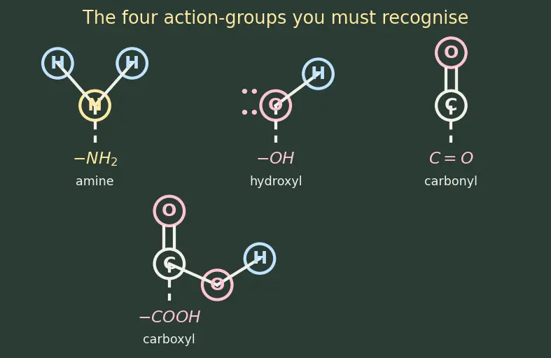Figure — Peptide bond; primary, secondary, tertiary, quaternary protein structure