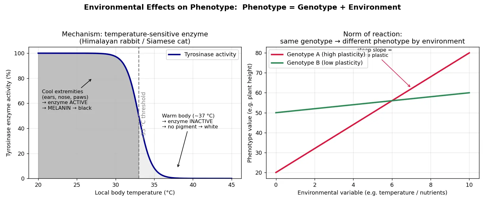 Figure — Describe environmental effects on phenotype