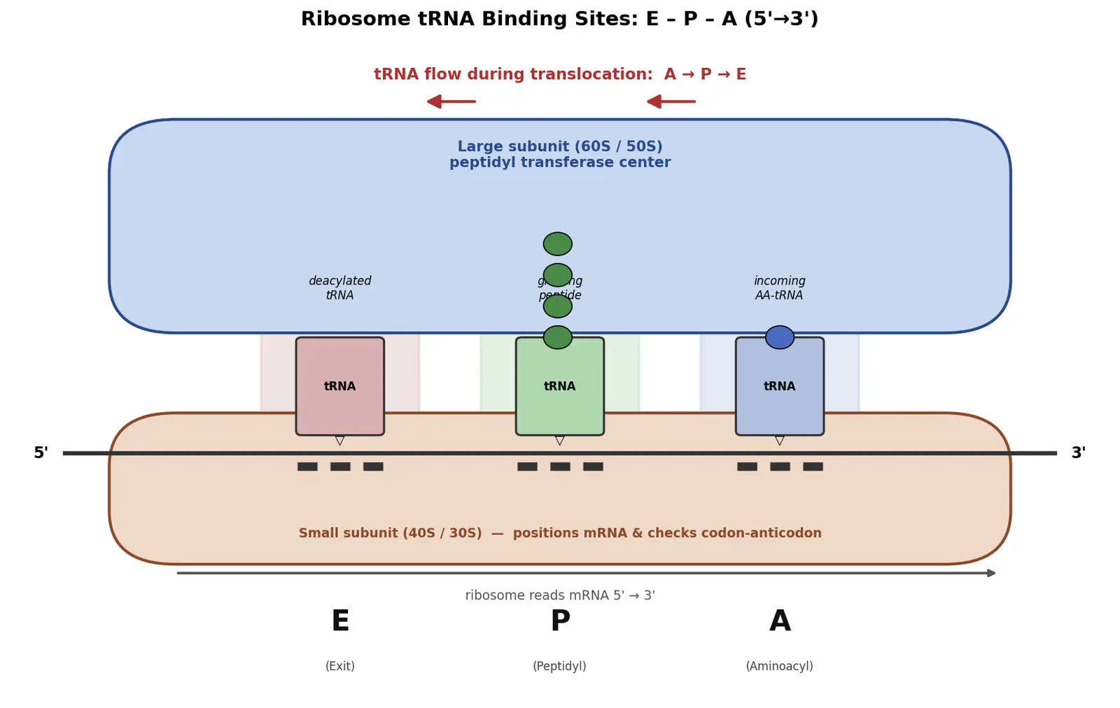 Figure — Describe the ribosome's A, P, E sites