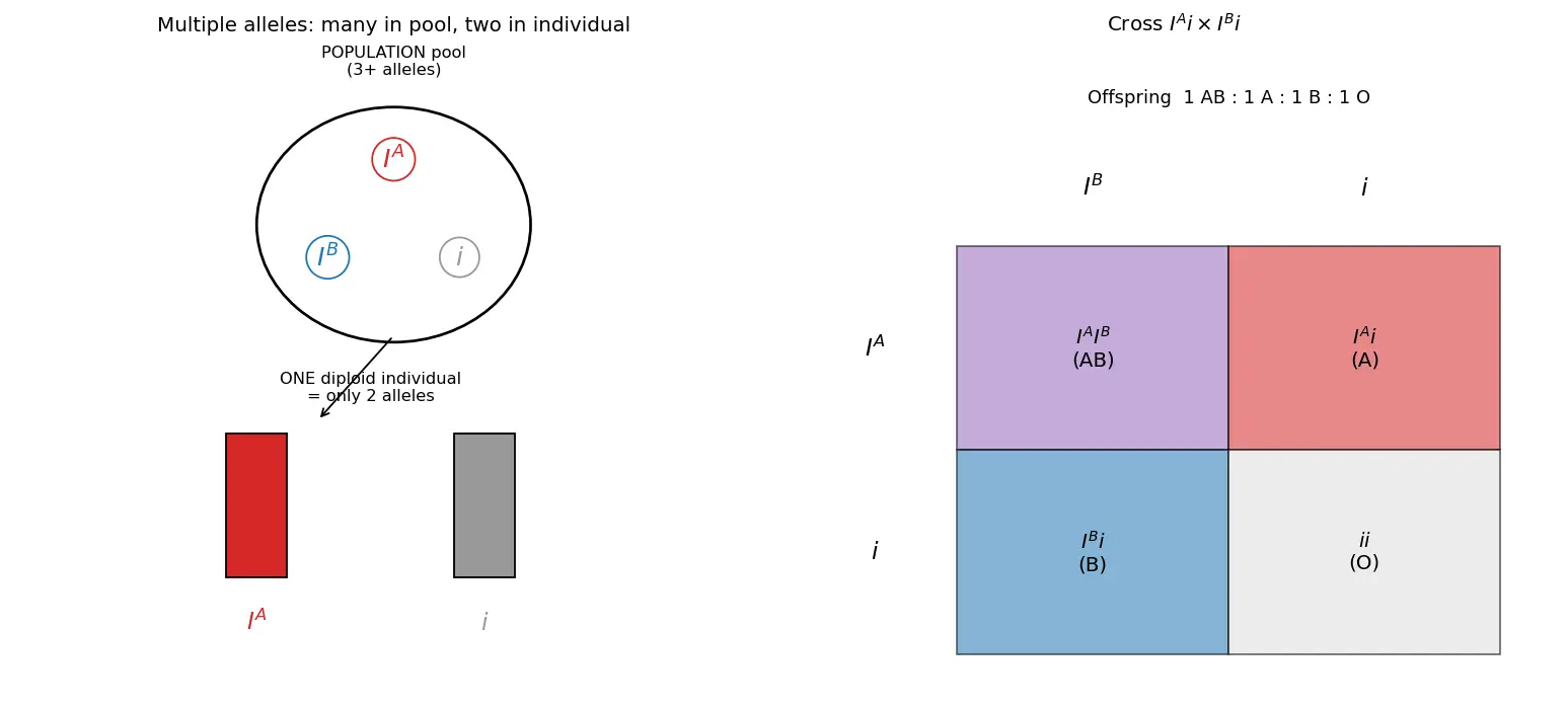 Figure — Describe multiple alleles