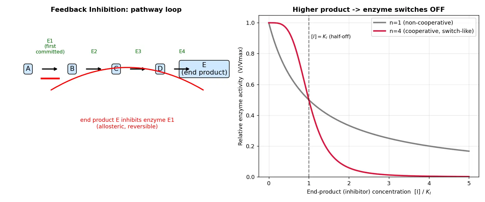 Figure — Describe feedback inhibition