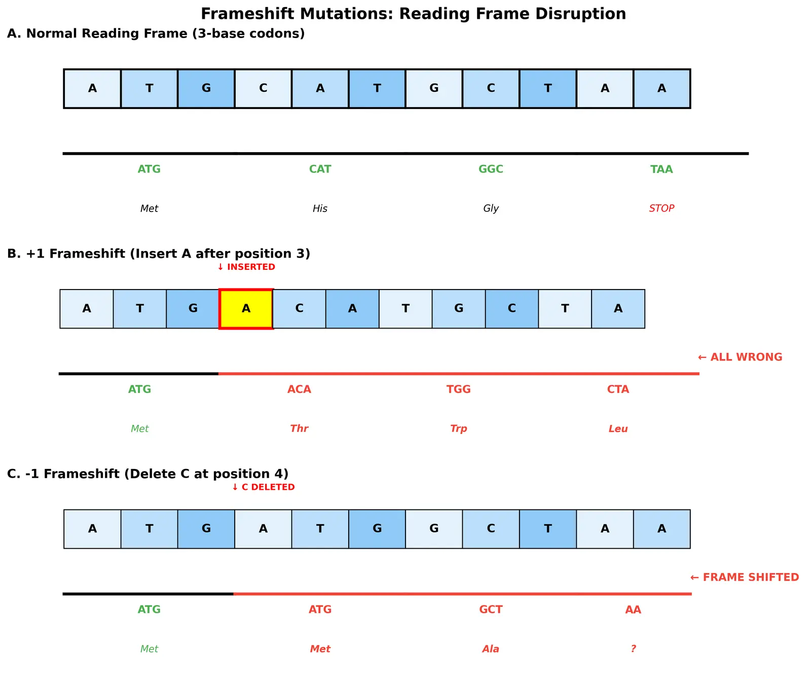 Figure — Describe frameshift mutations