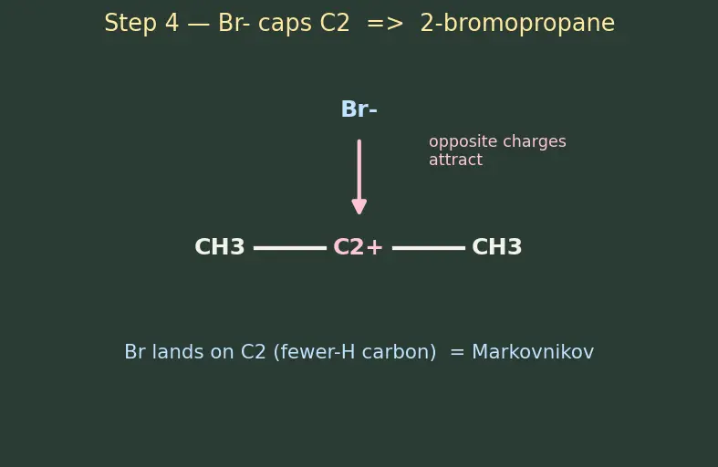 Figure — Markovnikov vs anti-Markovnikov (peroxide effect, Kharasch)