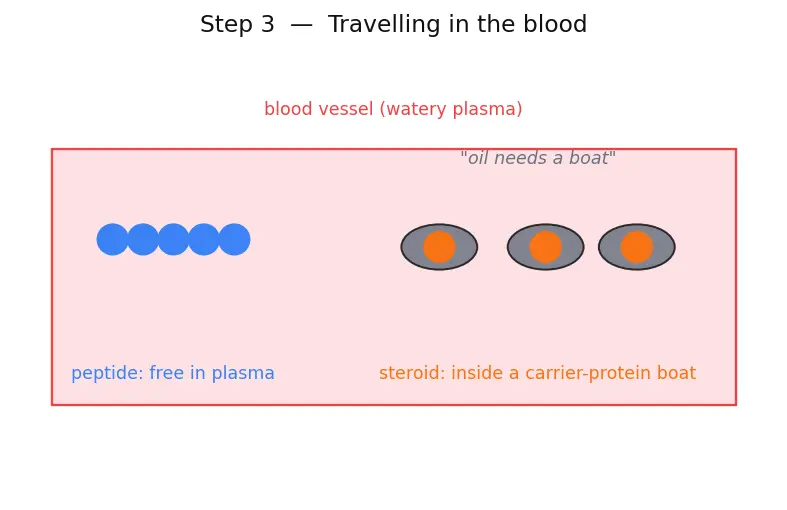 Figure — Hormones — peptide vs steroid (overview)