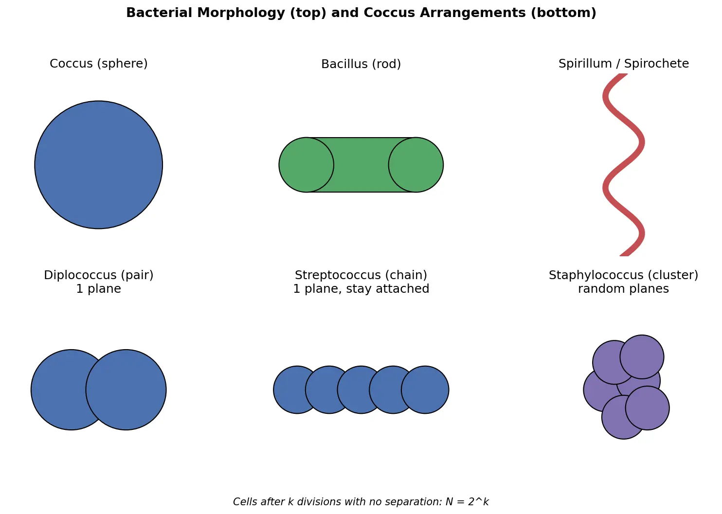 Figure — Describe bacterial morphology and arrangement