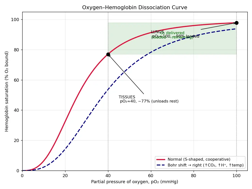 Figure — Explain the function of hemoglobin