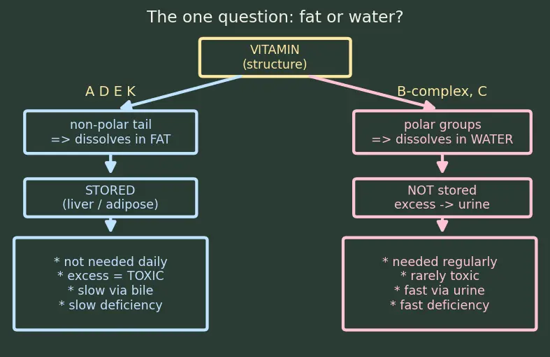 Figure — Vitamins — fat-soluble (A, D, E, K) vs water-soluble (B-complex, C)