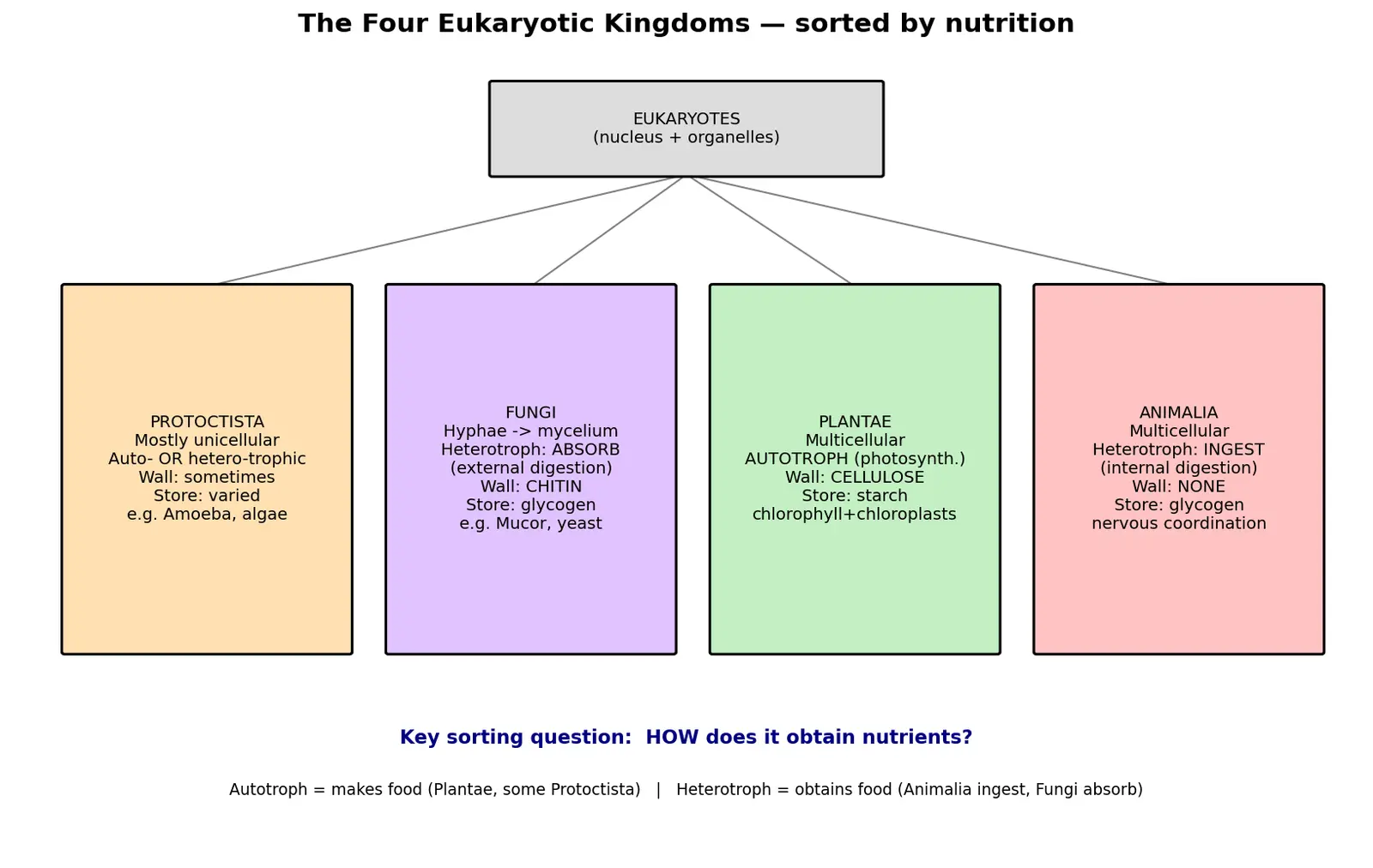 Figure — Describe the main features of each eukaryotic kingdom