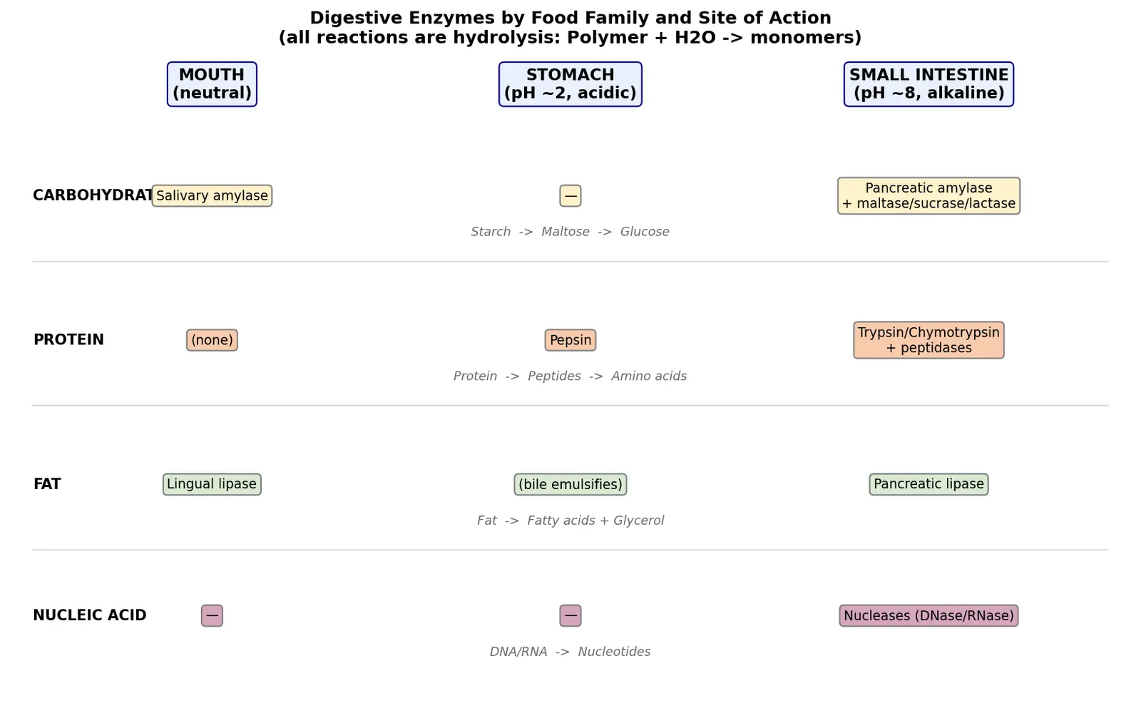 Figure — List digestive enzymes and their substrates