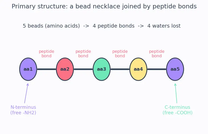 Figure — Peptide bond; primary, secondary, tertiary, quaternary protein structure