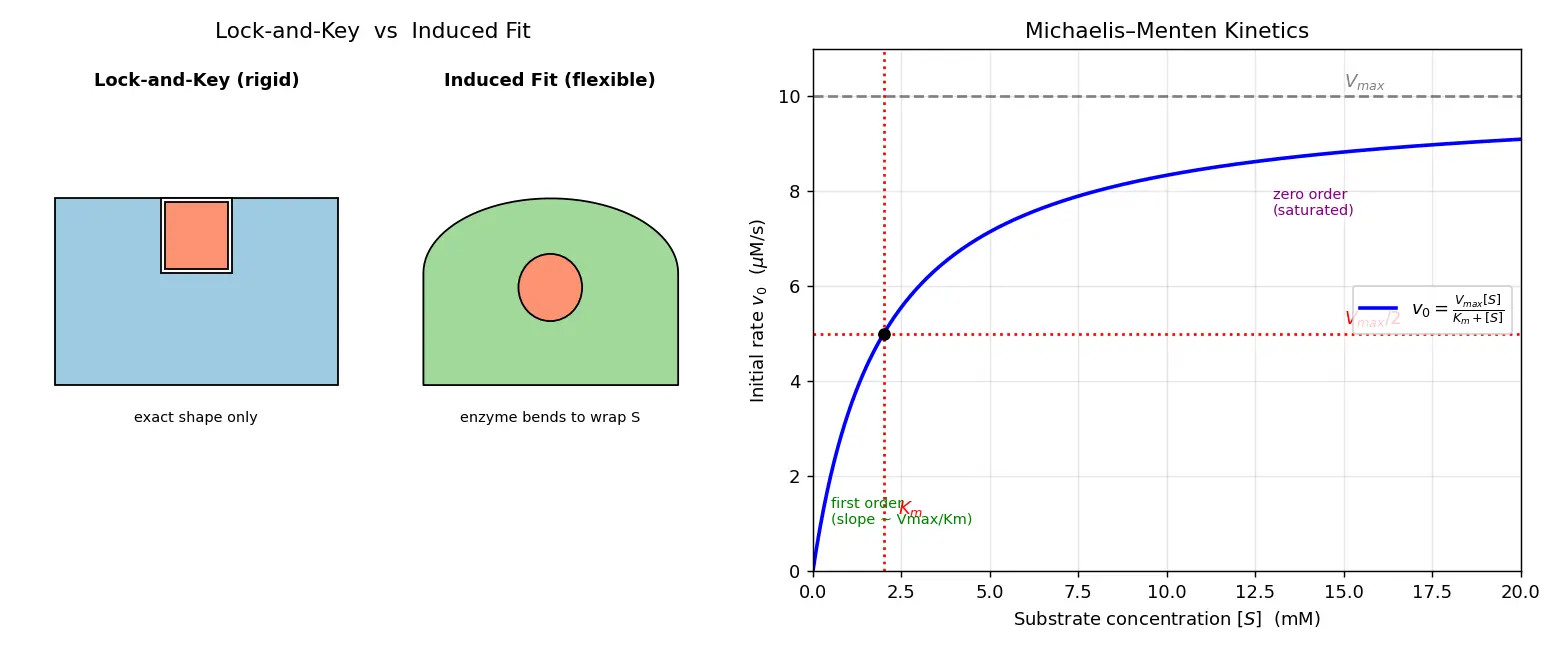 Figure — Enzymes — lock-and-key vs induced fit; Michaelis-Menten kinetics