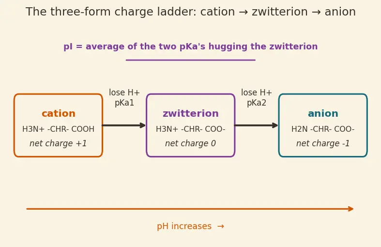 Figure — Amino acids — zwitterion, isoelectric point pI, classification (essential, non-essential)
