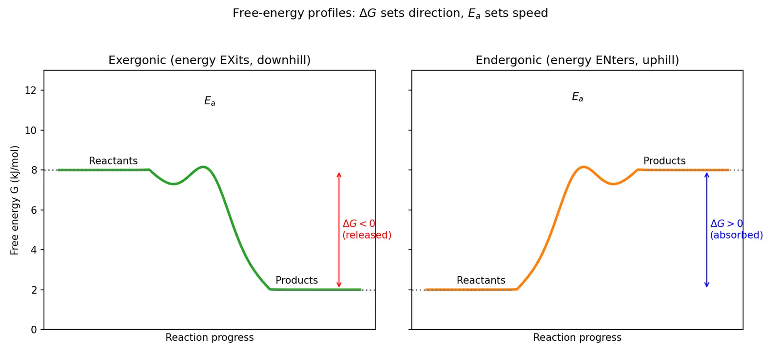 Figure — Distinguish exergonic and endergonic reactions