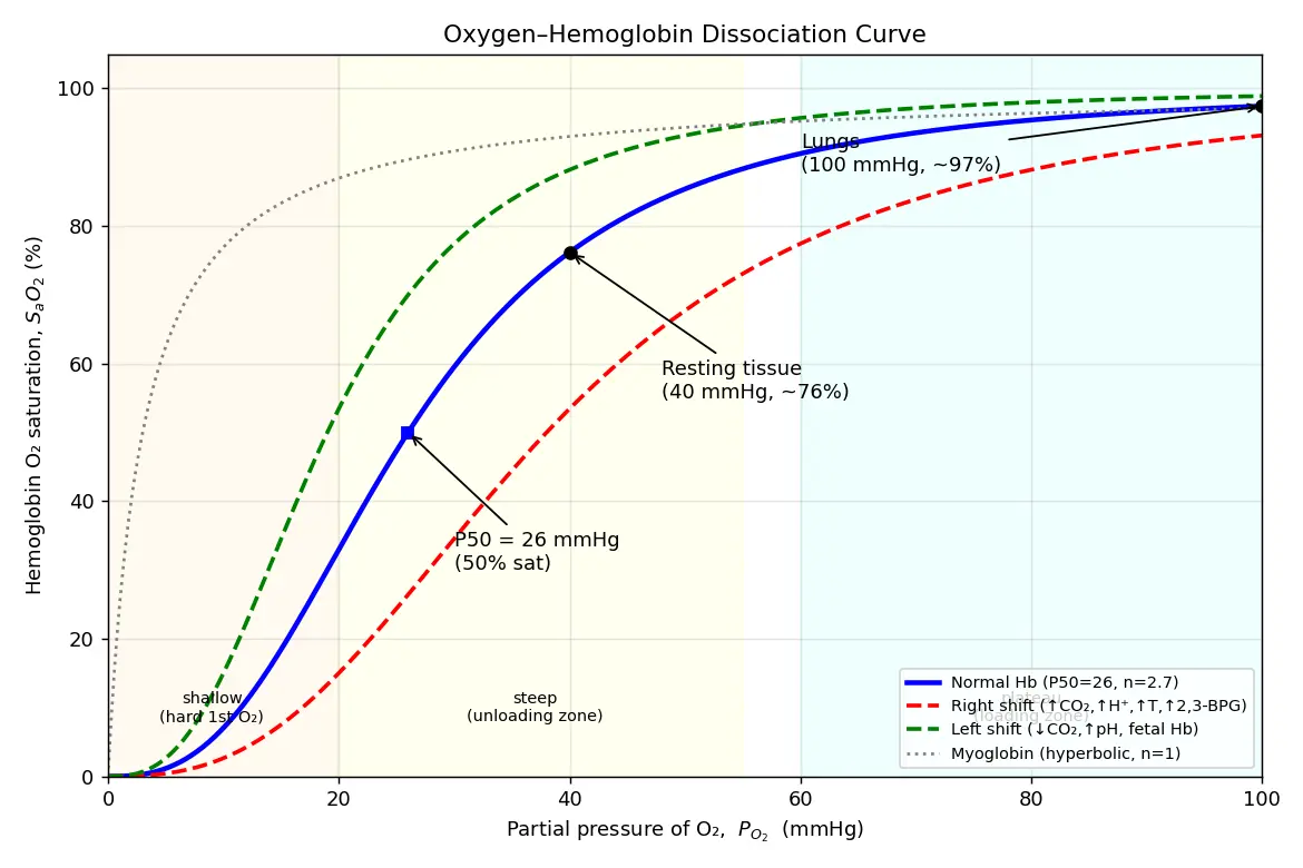 Figure — Explain the oxygen-hemoglobin dissociation curve