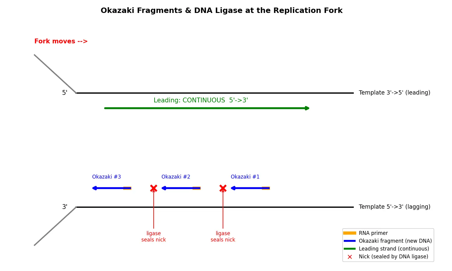 Figure — Explain Okazaki fragments and DNA ligase