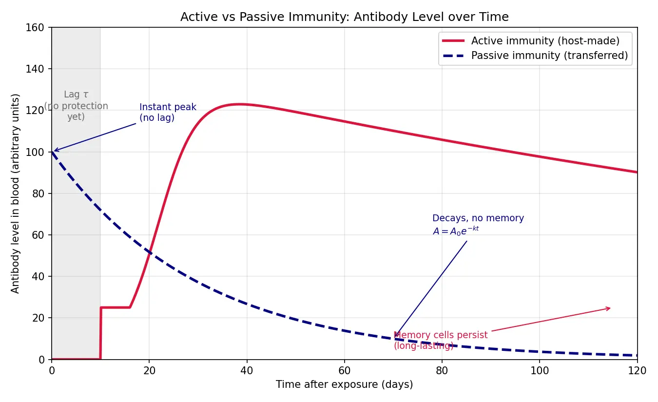 Figure — Explain active vs passive immunity