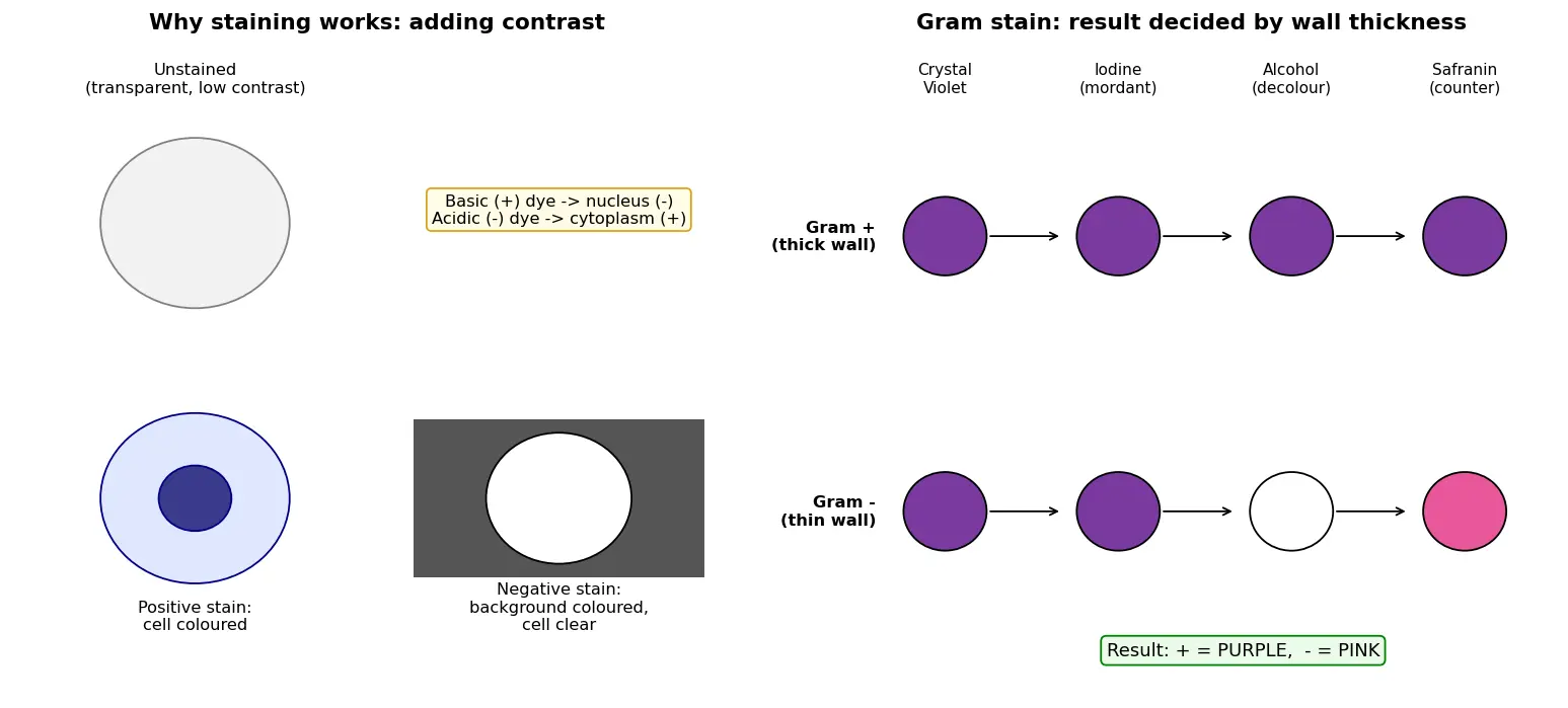Figure — Explain staining techniques and their purpose