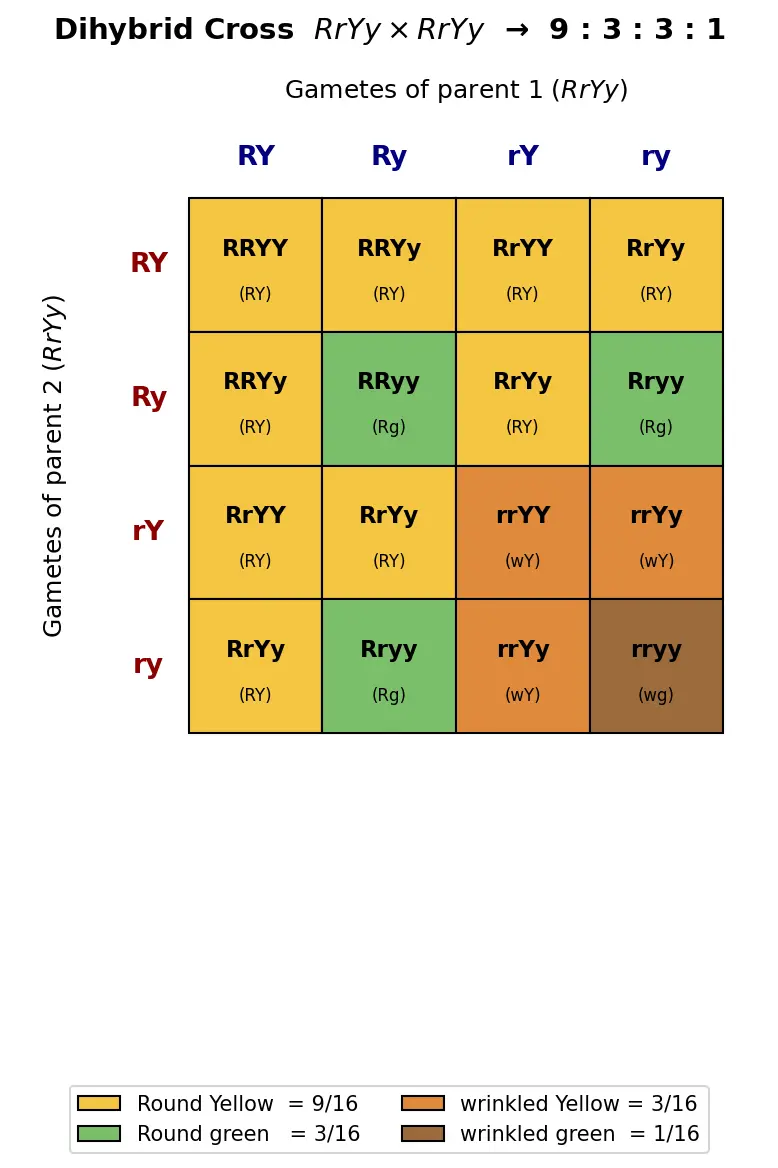 Figure — Solve dihybrid crosses