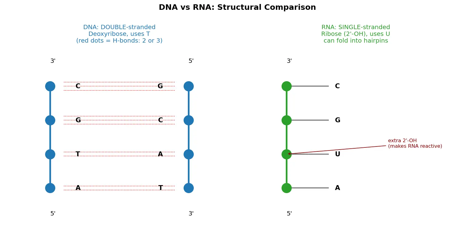 Figure — Compare DNA and RNA structure