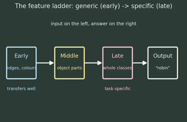 Figure — Transfer learning and fine-tuning