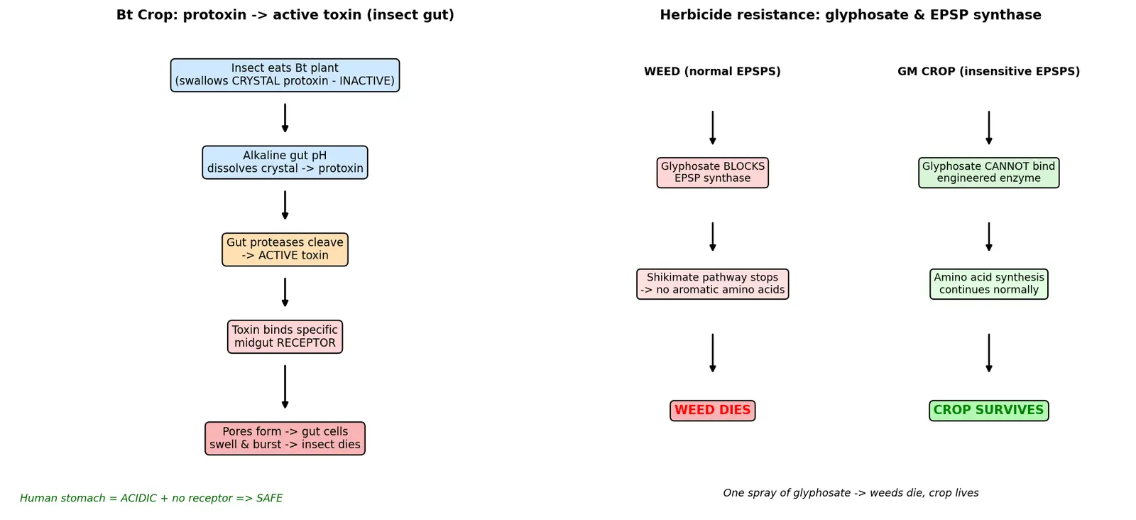 Figure — Describe Bt crops and herbicide resistance