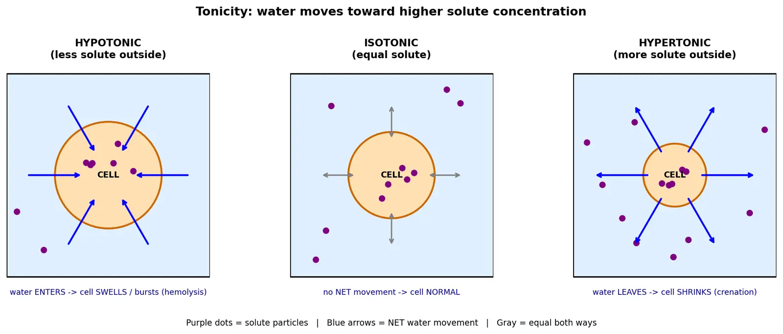 Figure — Define hypertonic, hypotonic, and isotonic solutions
