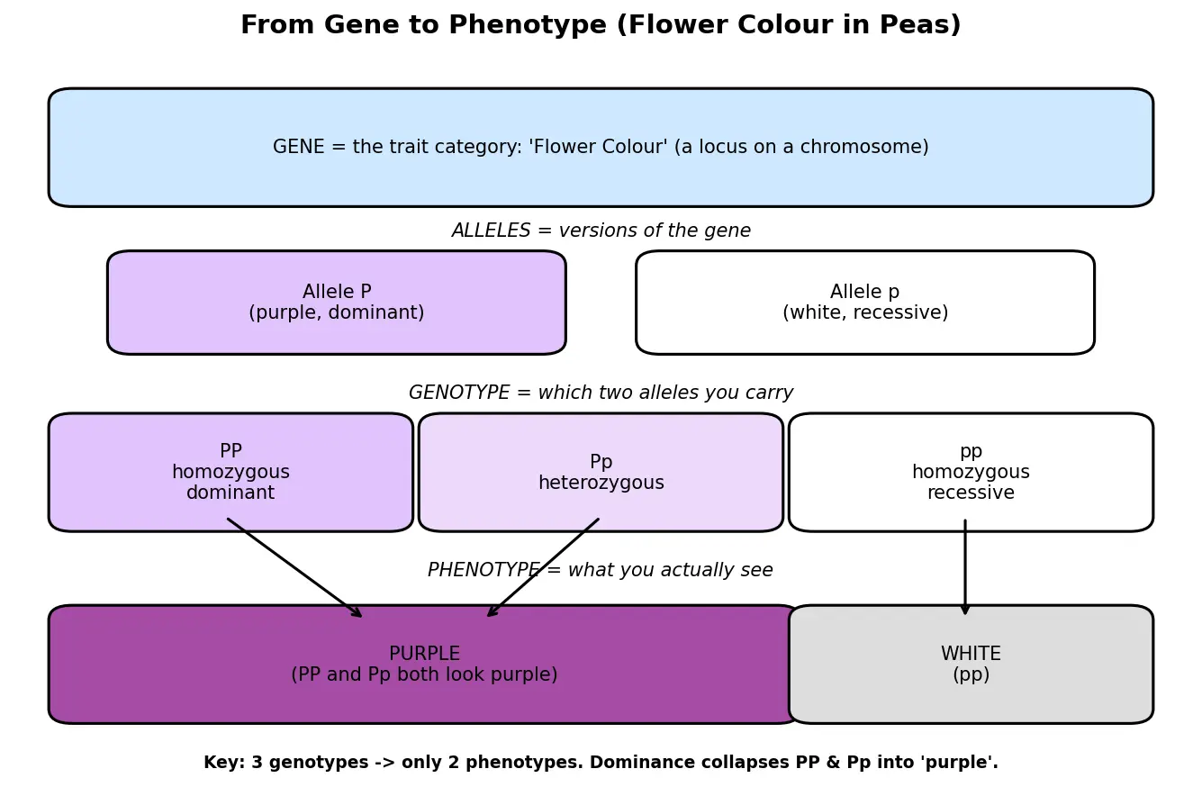 Figure — Define key terms (gene, allele, genotype, phenotype)
