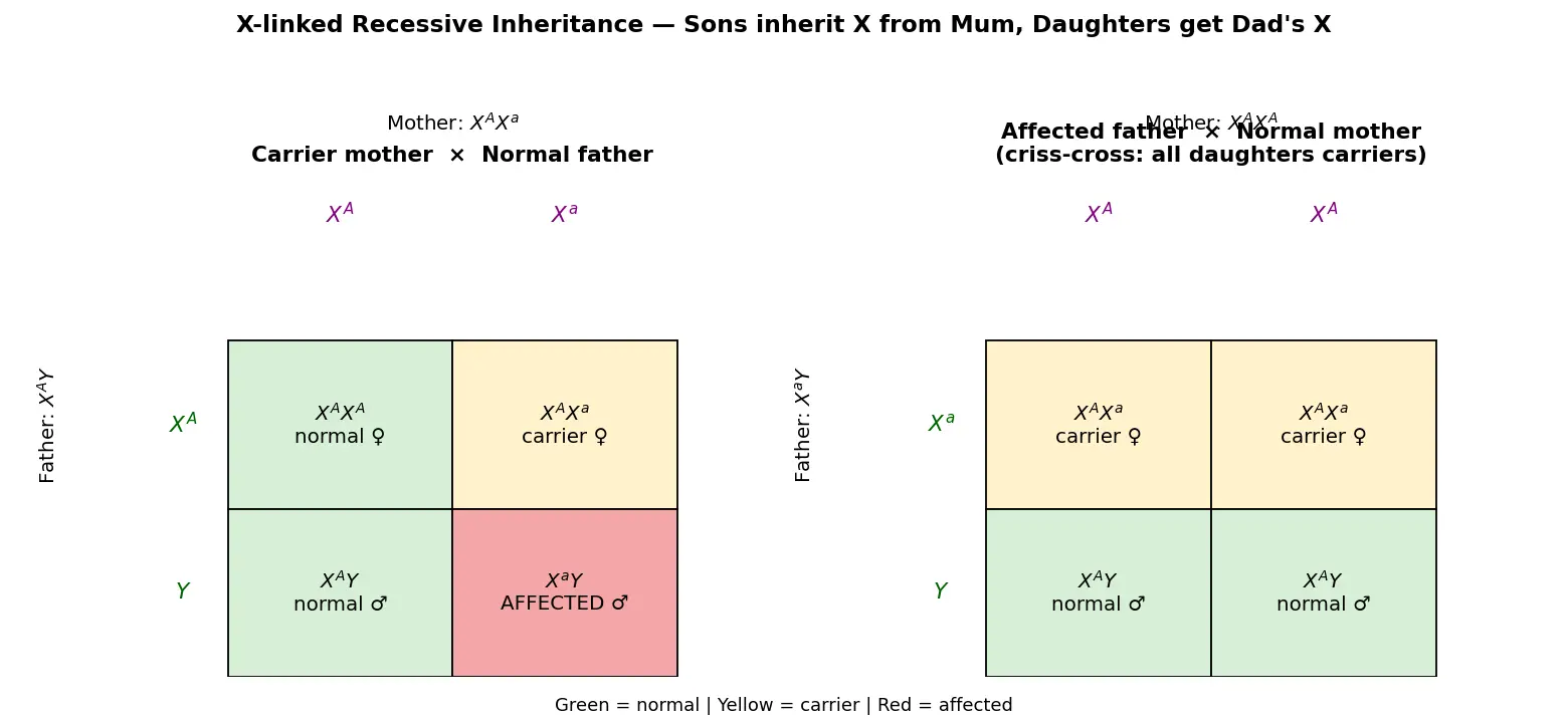 Figure — Describe sex-linked inheritance