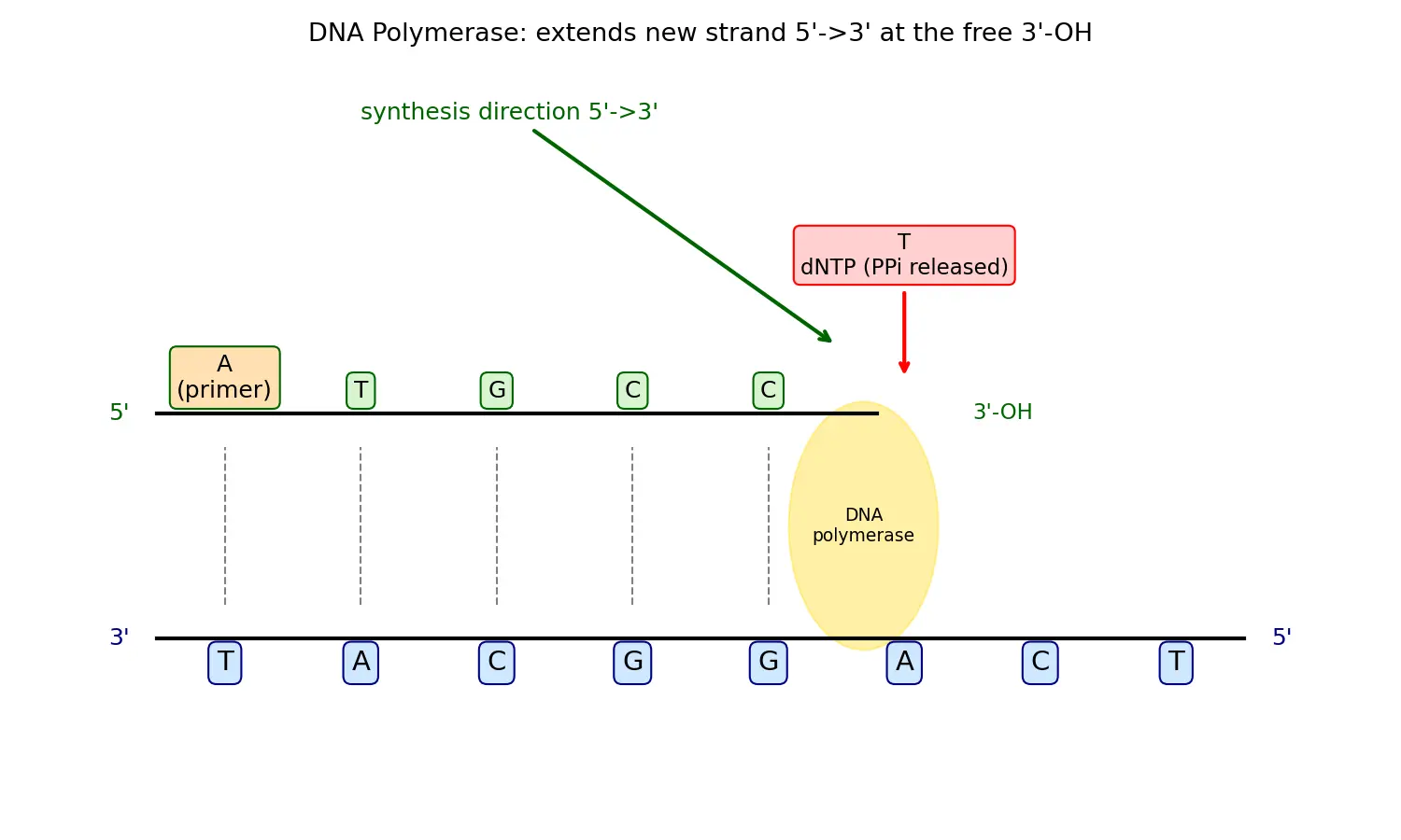 Figure — Describe the function of DNA polymerase