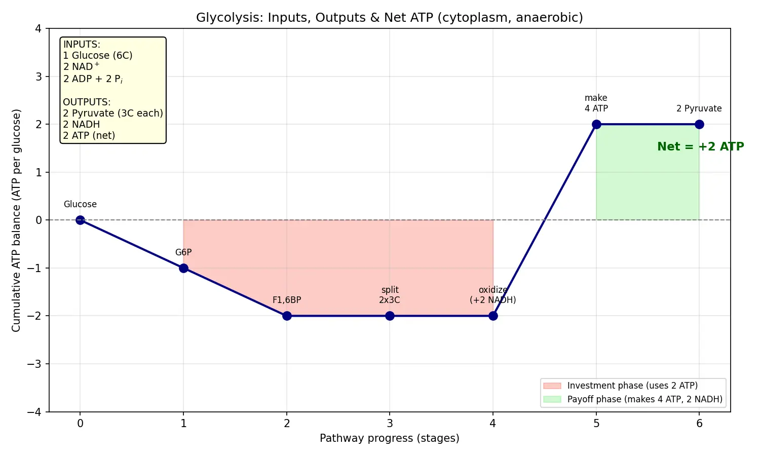 Figure — Describe glycolysis inputs and outputs