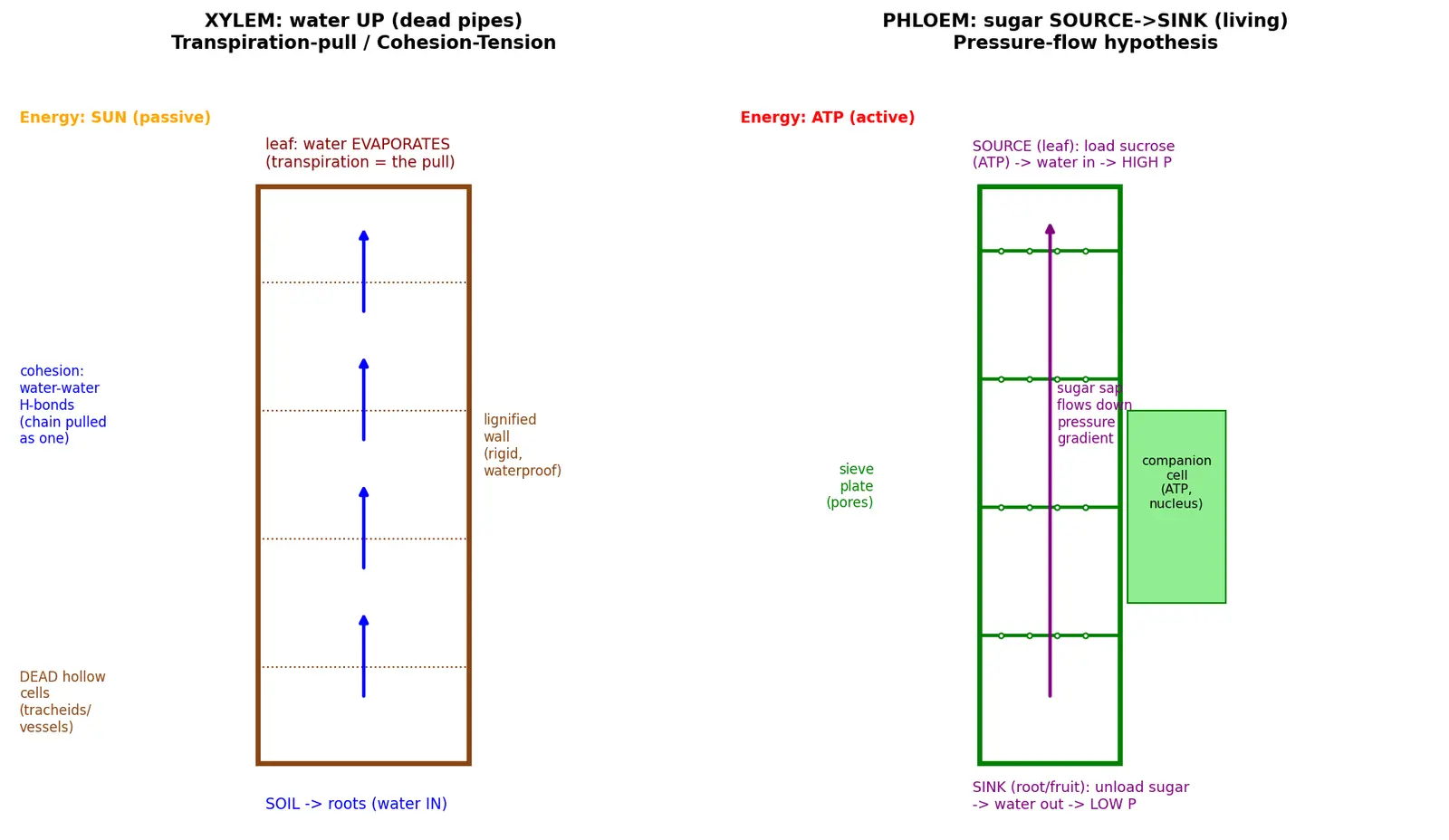 Figure — Explain xylem and phloem structure - function