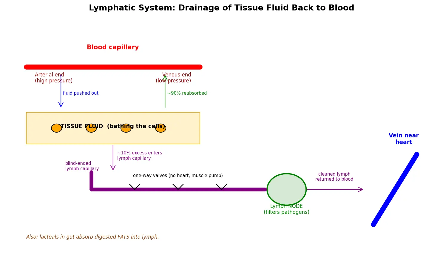 Figure — Describe the lymphatic system role