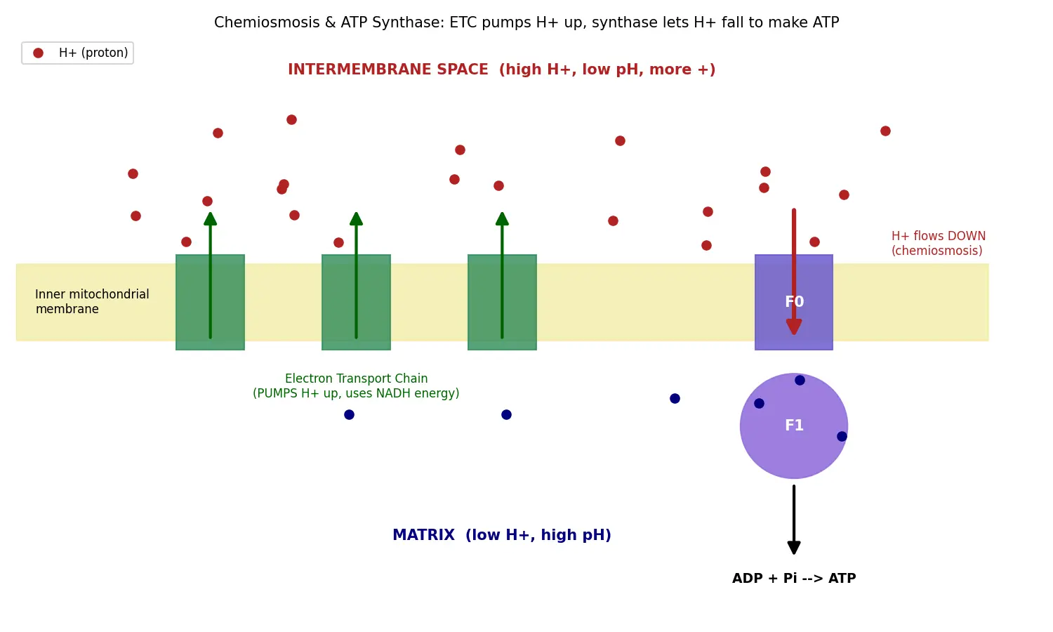 Figure — Describe chemiosmosis and ATP synthase